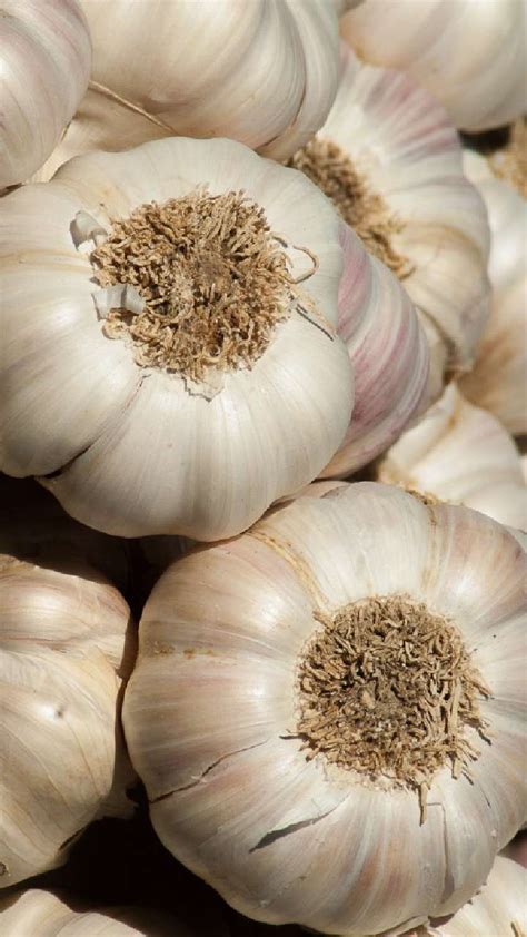 Spice Up Your Meal With This Homemade Garlic Pickle Recipe