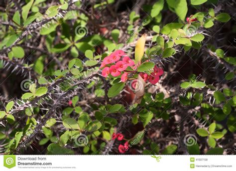 在有刺的分支的小红色花 库存照片. 图片 包括有 鞋子, 绿色, 宏指令, 纹理, 灌木, 关闭, 详细资料 - 41507158
