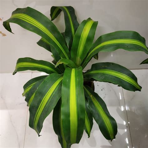 How To Care For Dracaena Houseplant - NurseryBuy