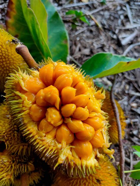 Durian vs. Jackfruit: What’s the Difference?
