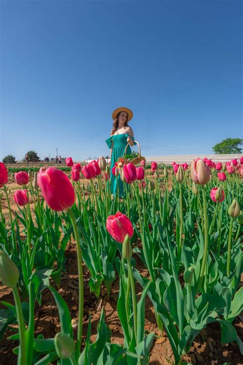 Where to See the Beautiful Tulip Fields in Texas • Seeing Sam