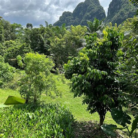 KHAO SOK GOOD VIEW RESORT (Khao Sok National Park) - 2026 Lodge Reviews ...