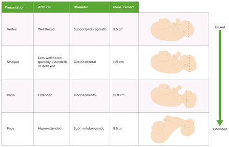 Brow Presentation Diameter