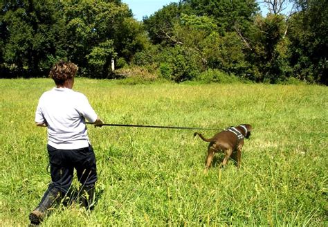 Types of Tracking Dogs 的图像结果