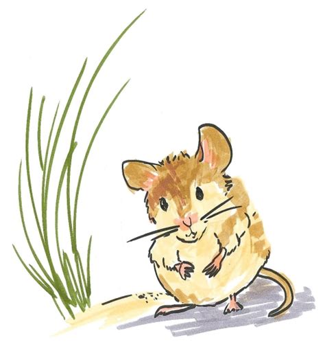 The Little Mouse and the Beach House | U.S. Fish & Wildlife Service
