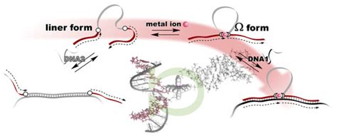 Life | Special Issue : Biophysics of Nucleic Acids Celebrating the 75th ...