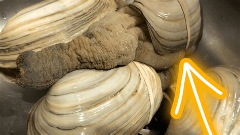 Image result for Geoduck Fun Facts
