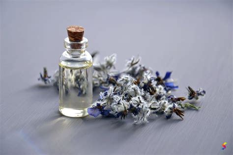 Define Fragrance, Fragrance Meaning, Fragrance Examples, Fragrance ...