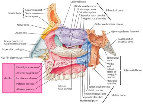 Maxilla Bone Anatomy _ Maxilla Definition, Function & Anatomy – PJTG