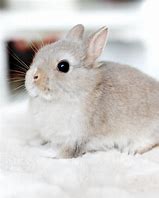 Image result for Super Cute Animals That Are Bunny