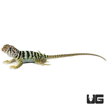 Baby Eastern Collared Lizards For Sale - Underground Reptiles