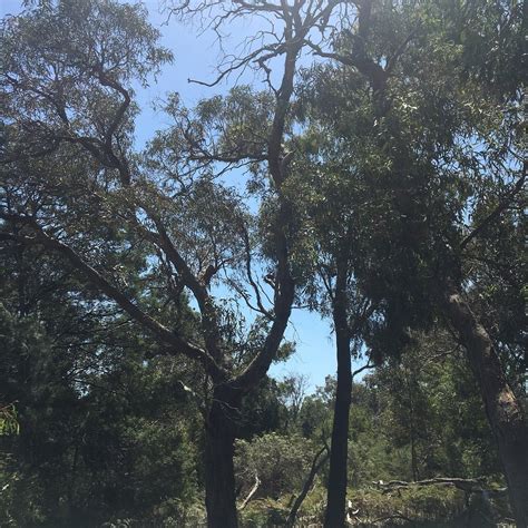 COLLEY ST BUSHLAND RESERVE - All You Need to Know BEFORE You Go 2026 ...