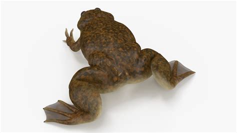 3D African Claw-toe Frog Sits Pose | 3D Molier International