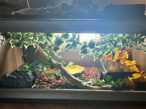 Image result for Pide Ball Python Enclosure