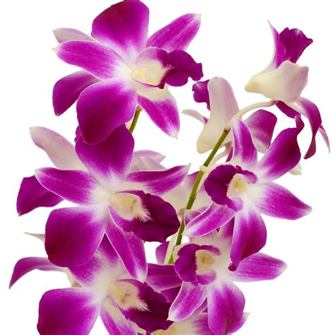 Bicolor Purple/White Dendrobium Orchids| Wholesaleflowers.net