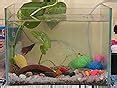 Parko Home Decoration Turtle Aquarium Tank Beautiful Fashion Clear ...