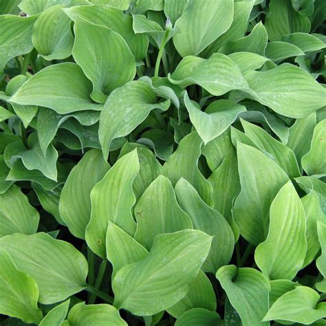 Hosta Krossa Regal - Une imposante variété à feuillage dressé, vert ...