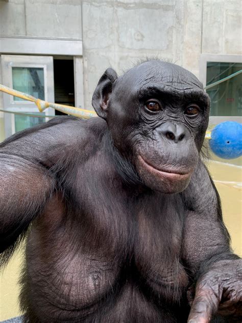 Kanzi the Bonobo, Who Discovered Language and Made Stone Instruments, Dies at Age 44 - YACAK