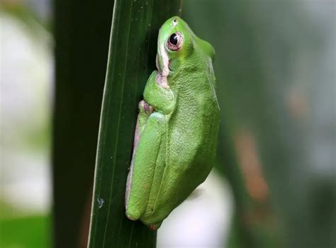 Eastern Tree Frog 的图像结果
