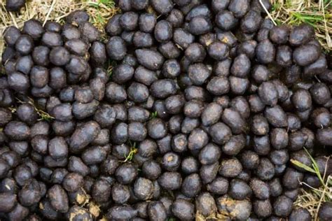 Image result for Goat Poop Fertilizer