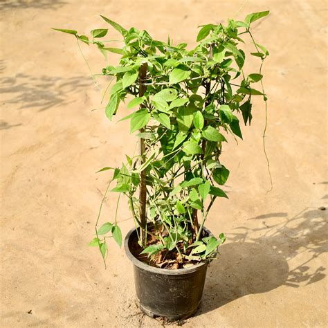 Thunbergia Grandiflora / Bengal clockvine Blue | 8 inch nursery pot ...