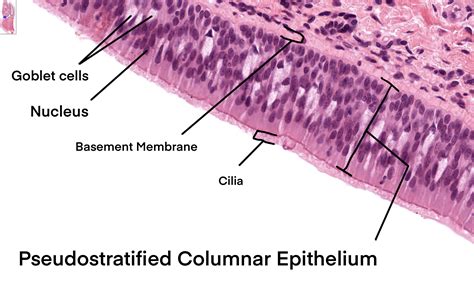 Pseudostratified Ciliated Columnar Labeled