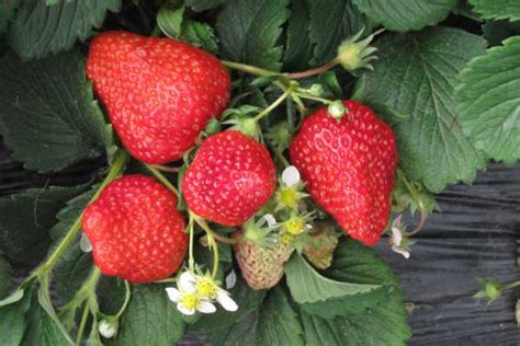 草莓一年结几次果 - 农敢网