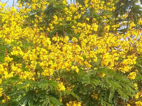 Pila Gulmohar Flower Seed For Kitchen Gardening - 40 : Amazon.in ...