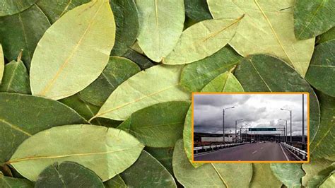 Hoja De Coca'' In English at Gustavo Gomez blog