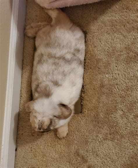 Poki talks about a time when Rae helped her out : r/valkyrae