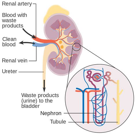 Focal segmental glomerulosclerosis causes, symptoms, diagnosis & treatment