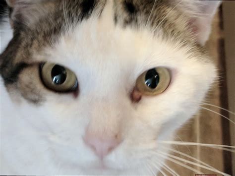 What To Do If A Cat Scratches Your Eye? - 21Cats.org