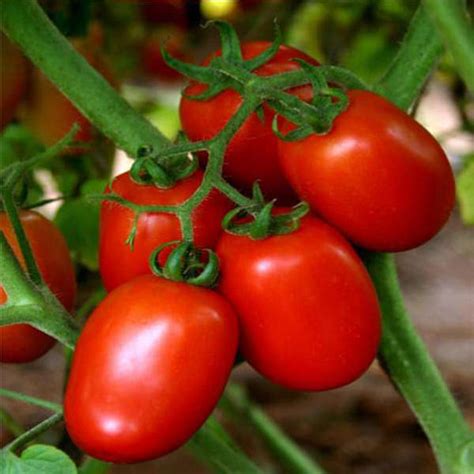Buy Tomato San Marzano 3 - Heirloom Vegetable Seeds online from ...