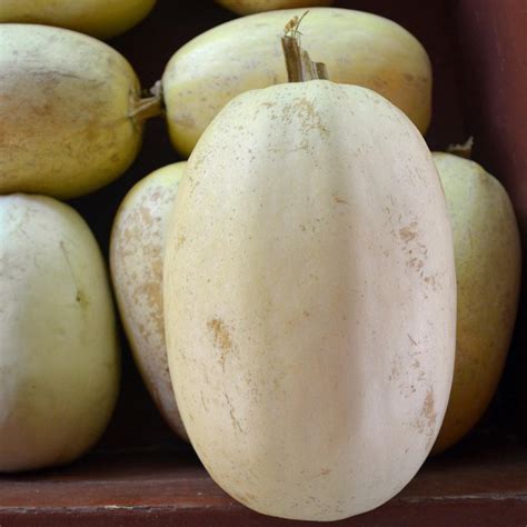 Spaghetti Squash Plant