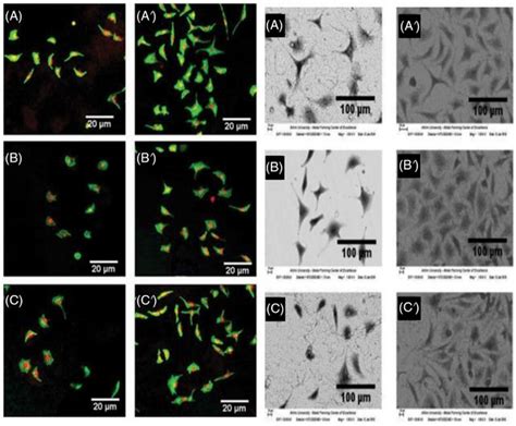 Scanning Electron Microscope Cell 的图像结果