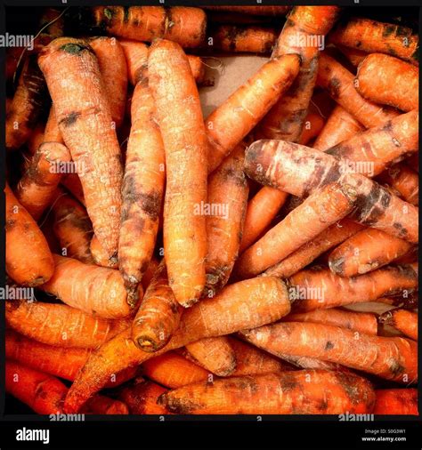 Carrots Rotting
