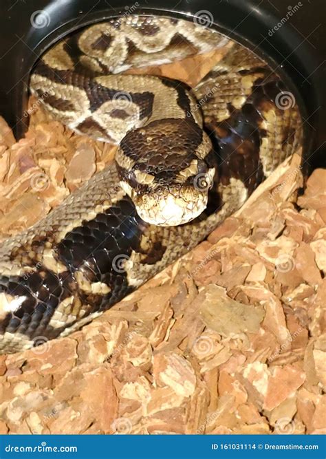 Image result for Python Snake Face