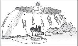 Types of Bio Geo-Chemical Cycles, Ozone Layer and Green House Effect ...