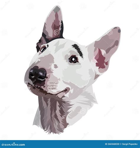 Portrait Bull Terrier Vector Illustration. Head Vector Illustration ...