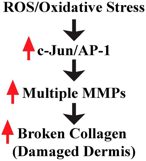 Oxidative Stress and Human Skin Connective Tissue Aging