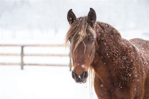 Rocky Mountain Horse: Breed Profile