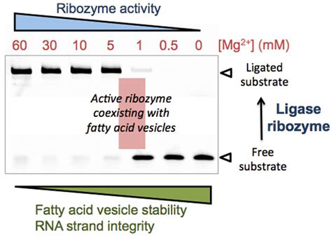 Reconciling Ligase Ribozyme Activity with Fatty Acid Vesicle Stability