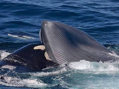 Sperm Whale Vs Killer Whale
