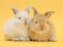 Image result for Baby Bunny Bellies Plant Hanging