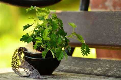 Sensitive Plant Care: Growing the Mimosa Pudica - Purple Flower
