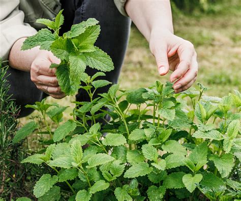 How to grow lemon balm - from planting to harvesting | Homes and Gardens