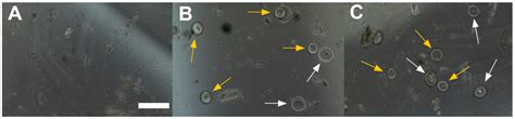 Development of Gelatin-Coated Hydrogel Microspheres for Novel Bioink ...