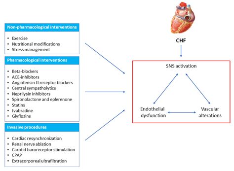 Endothelial, Vascular and Sympathetic Alterations as Therapeutic ...