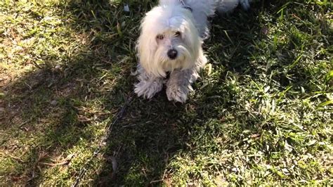 Puppy Exploding 的图像结果