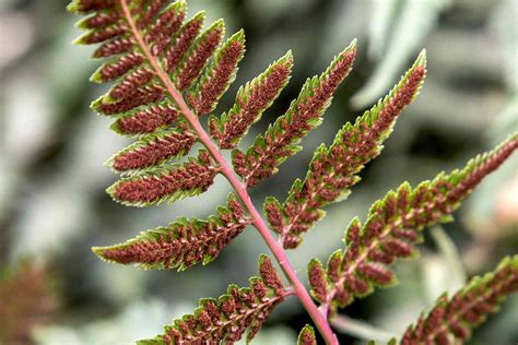 How to Grow and Care for Japanese Painted Ferns